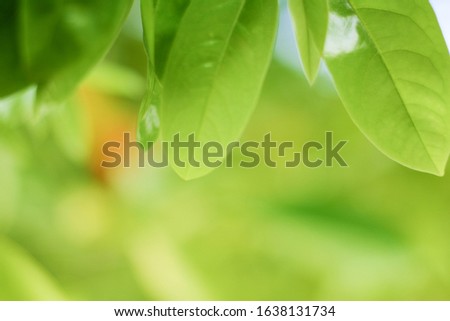 close-up natural view of green leaves on a blurred green background with a copying area used as a backdrop for natural green plants.