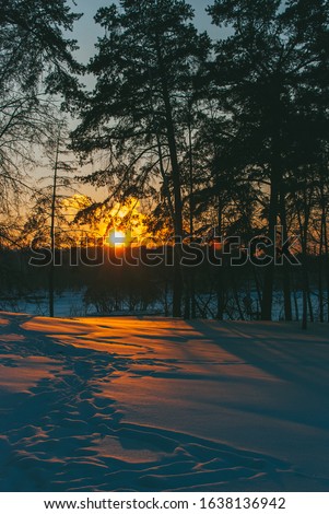 Winter Park landscape with sunset snow and tall pines. Vertical tall image