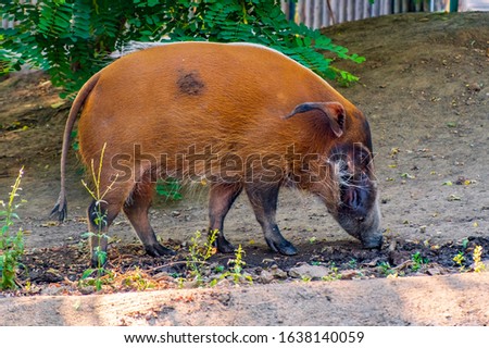 Single Red River Hog - latin Potamochoerus porcus - known also as Bush Pig natively inhabiting forests of Guinea and Congo in Africa, in an zoological garden Royalty-Free Stock Photo #1638140059