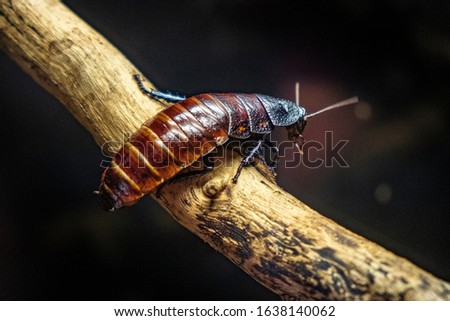 Single Madagascar Hissing Cockroach - latin Gromphadrohina portentosa - known also as Hisser natively inhabiting an island of Madagascar, in an zoological garden terrarium  Royalty-Free Stock Photo #1638140062