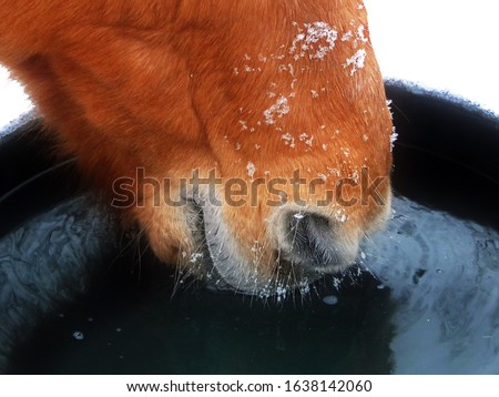 Close up of a horse muzzle drinking from an icy water bucket in winter. Snow falling on a brown horse. If the weather is below freezing be sure that your horse’s water isn’t frozen. Close up photo  