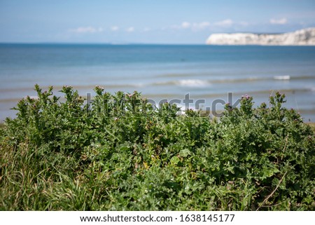 Flowers on the cliffs above Compton Bay, Isle of Wight