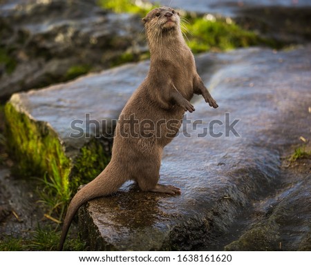 Majestic photograph of a wild otter on a rock doing strange movements with one foot or paw up in the air doing flips and stretches next to the water after going for a swim and shaking the water off 