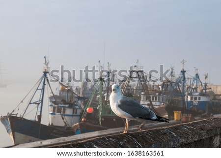 Foggy morning with a seagull sittting on a fence. Many boats in the port in the background. Essaouira, Morocco.
