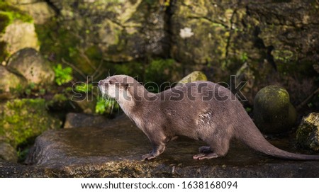Majestic photograph image of an otter running around on rocks and stones with wet fur having a lot of fun in the zoo area allowed for it to live in even still in as a healthy animal treated well 
