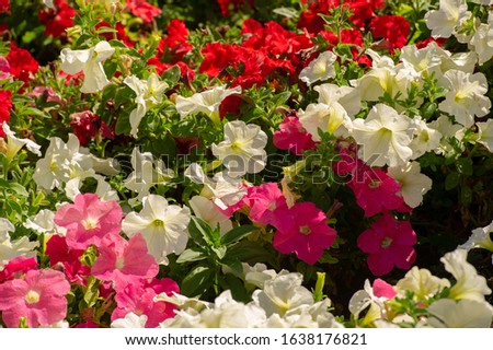 Petunia is of South American descent. A popular flower of the same name came from the French, who took the word petun, which means â€œtobacco,â€ from the Tupi language - guarani.