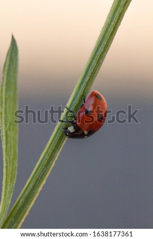 Macro photo of an insect ladybug in its natural habitat.