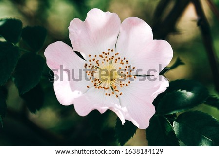 Rosa multiflora, Rosa polyantha. Flower background, garden flowers. Horizontal summer flowers art background. Space in background for copy, text, your words. Royalty-Free Stock Photo #1638184129