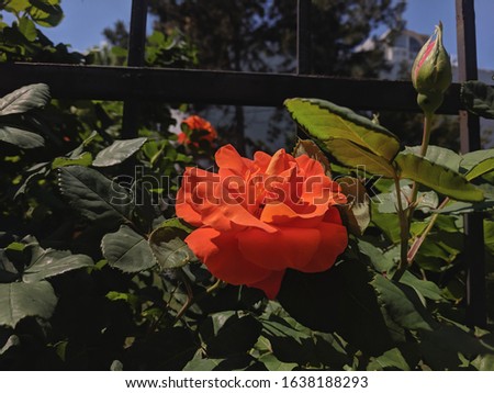 beautiful colored roses in the garden