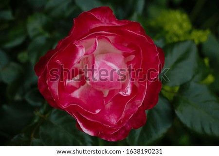 Close up of a beautiful rose flower