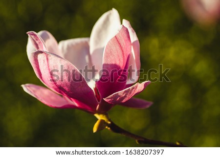 a beautiful view on the magnolia buds and flowers in a park