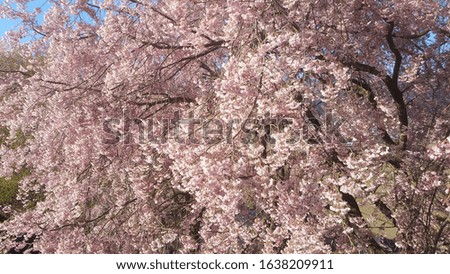 Japanese pink cherry blossoms that bloom beautifully.