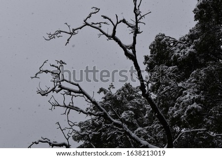 Beautiful picture of snow in trees in nainital