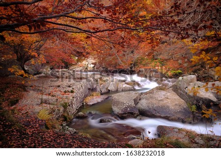 River with silky water at low speed in a forest in autumn, with brown and yellow leaf trees.