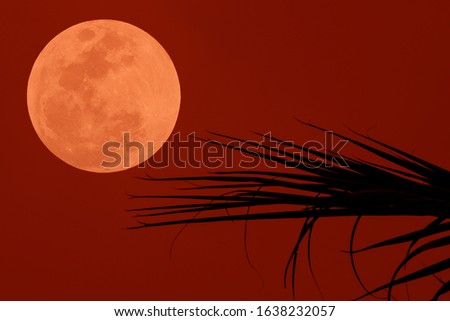 Blurred orange full moon with silhouette leaves on red sky.