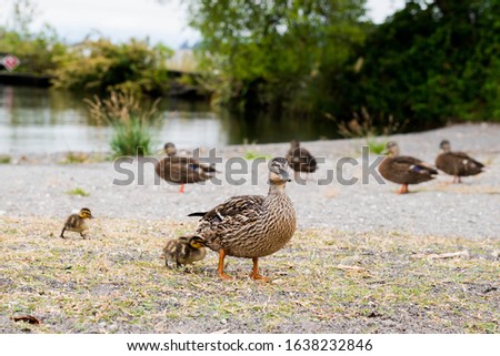 a picture of mallard ducks and her ducklings