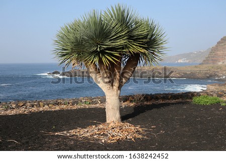 Dragon tree on the shore of the Atlantic Ocean. It grows in the black volcanic soil of Tenerife. The islanders really appreciate this tree and treat it with great respect.

