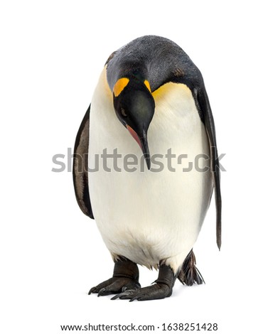 King penguin looking down, isolated on white