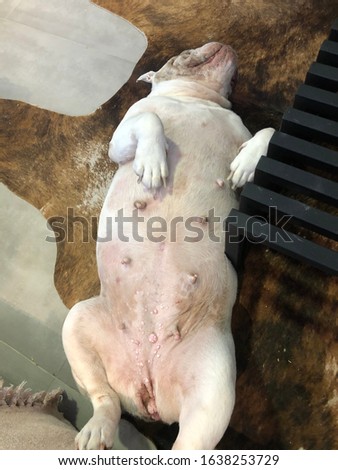 Pretty white english bulldog sleeping  on carpet  