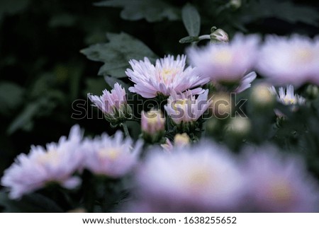 Various colors and varieties of chrysanthemums in the park