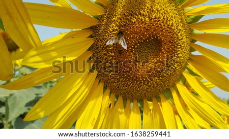 This picture is a sunflower.Very beautiful nature in this world. Honeybee and a beautiful sunflower.