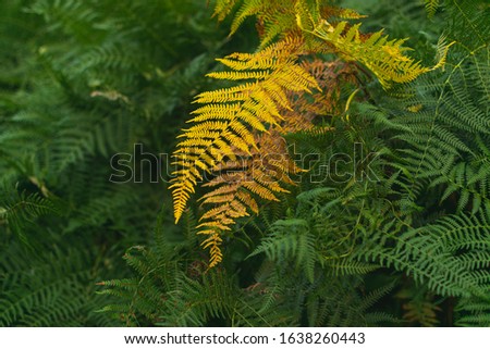 Yellow  fern leaves among green fern in untouched mountain forest.
