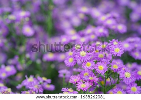 View Close up beautiful purple margaret flowers in a fertile garden. Fresh Flower wallpaper.