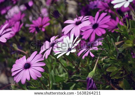 vivid violet flowers of the osteospermum