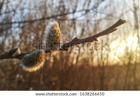 Catkin on the branch illuminated by soft sunlight. The first trailer of the coming spring.