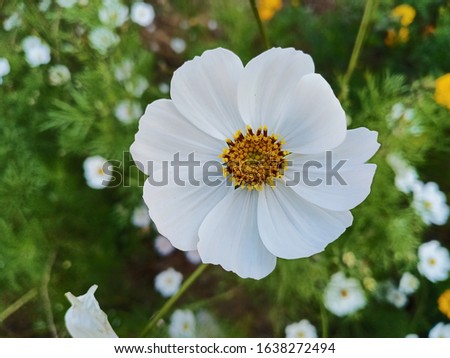 Beautifull picture white flower in stock