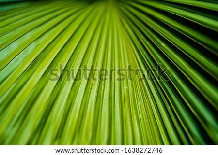 Freshness for the eyes. This picture reminds me of my childhood as this is an everyday garden palm tree leaf and was among the big leaves rain water splashed in the prettiest of ways. 