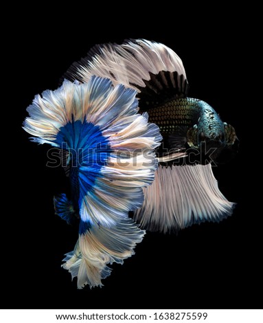 Blue butterfly fighting fish,Multi color Siamese fighting fish(Rosetail)(halfmoon),Betta splendens,on black background with clipping path