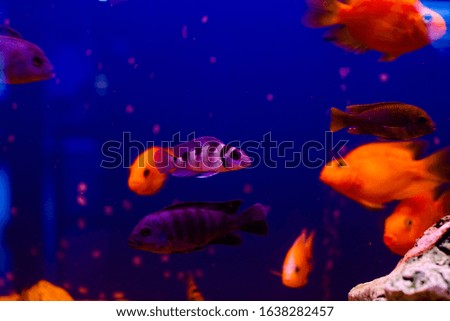 Colorful, different fishes in the aquarium
