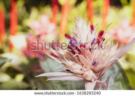 beautiful bright coloured wild flowers growing  for background and texture