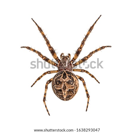 Diadem spider on its web, Araneus diadematus, isolated Royalty-Free Stock Photo #1638293047