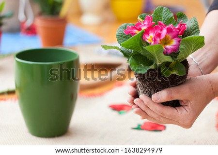 the woman is transplanting beautiful colorful flowers, the photo shows hands and a plant with root