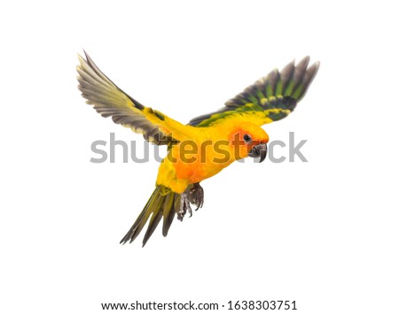 sun parakeet, bird, Aratinga solstitialis, flying, isolated Royalty-Free Stock Photo #1638303751