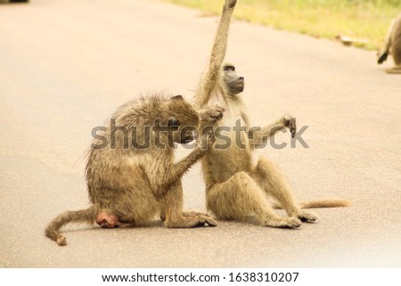 two monkeys cleaning themselves on a street at Kruger National Park, South Africa