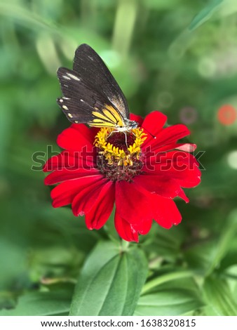 Black butterfly on red flower and blur background