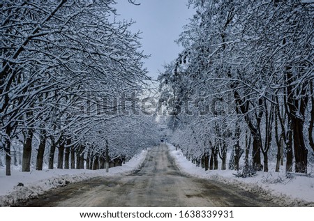 snowy trees over a road that goes into the distance