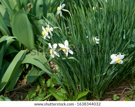 A bush of beautiful flowers of daffodil. Spring flowers.