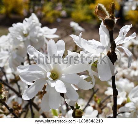 White magnolia branches loaded with blooming flowers for springtime backgrounds.