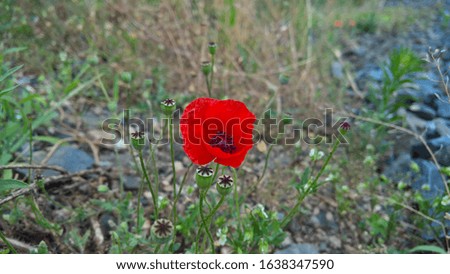 One blooming poppy flower nearby a railway embankment with blue basalt rocks and other wild plants