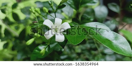 green leaves with white flowers