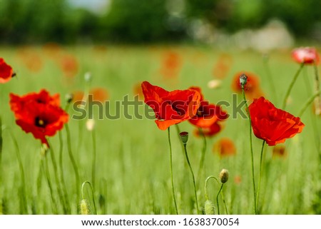 poppies in a field, digital picture taken in Italy, Europe