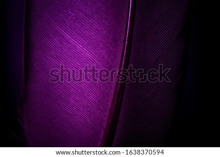 Macro photograph of the purple feathers of a macaw,Blue and Purple Feathers,Macaw Parrot bird feathers as background 