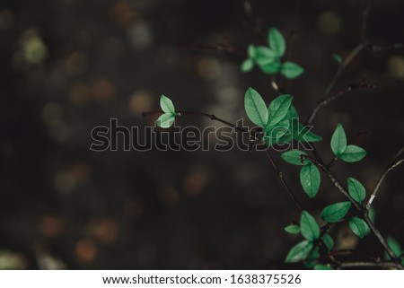 Closeup nature view of green leaf on blurred greenery background with copy space using as background concept