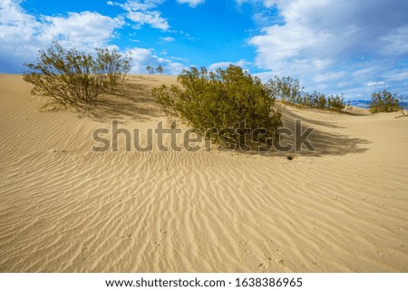 mesquite flat sand dunes in death valley national park in california in the usa