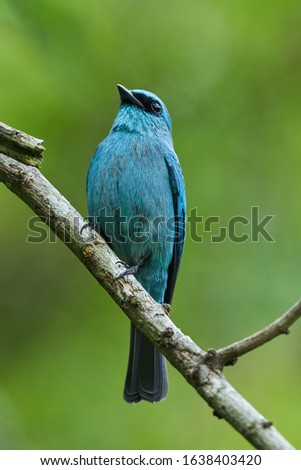 Verditer Flycatcher perch on small tree branch looking for food in the wild jungle