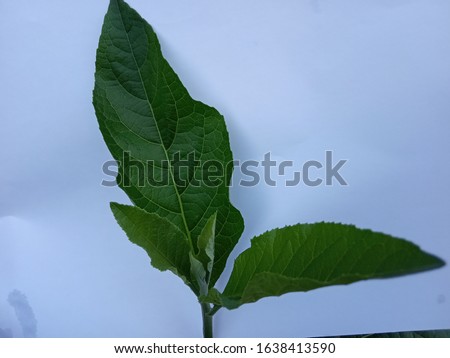 leaves in the white background,nature photo object